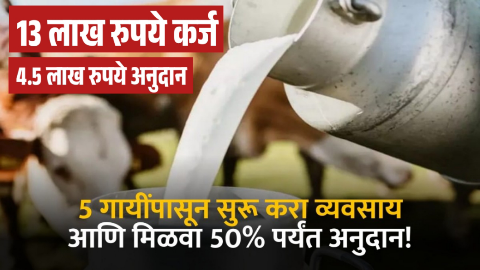 स्वतःचा दुध व्यवसाय सुरू करायचा आहे? 13 लाखांचे कर्ज आणि 4.50 लाखांचे अनुदान असा करा अर्ज