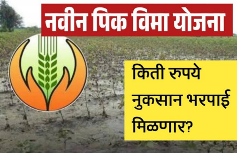 सुधारित पीक विमा योजनेत कोण, किती नुकसान भरपाई देईल? सविस्तर माहिती