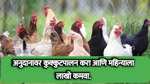 अनुदानावर कुक्कुटपालन करा आणि महिन्याला लाखो रुपये कमवा. महाराष्ट्र सरकारची नवीन योजना